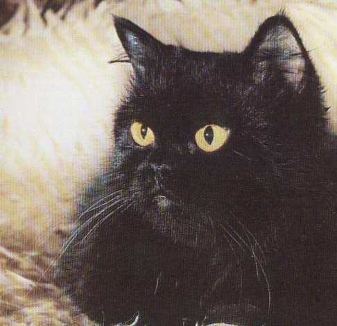 Black Persian Cat | The Persian cat is descended from the An… | Flickr