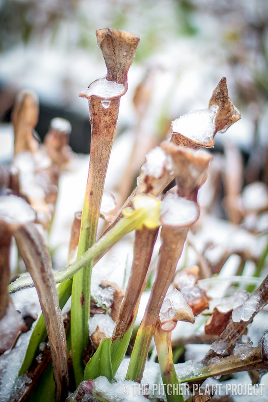 Sarracenia's First Snow - Dec 2016