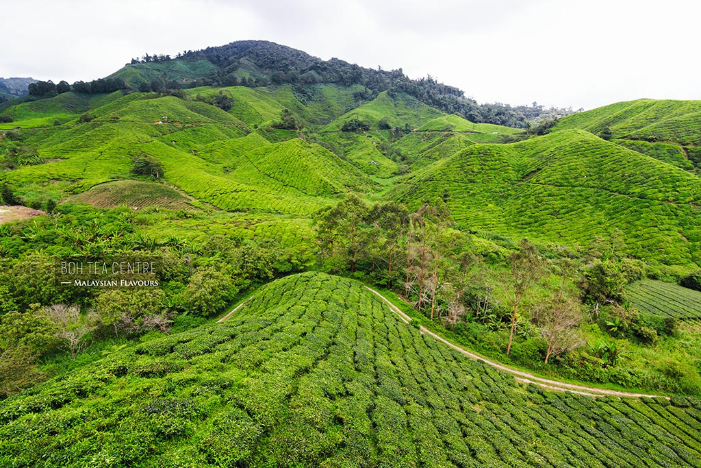 ladang teh sungai palas cameron highlands pahang - Jasmine King