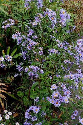 ASTER 'Fingers and Thumbs'