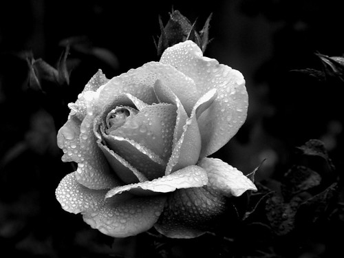 Black and White Rose | This image has been digitally altered… | Flickr