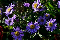 ASTER 'Moody Blue'