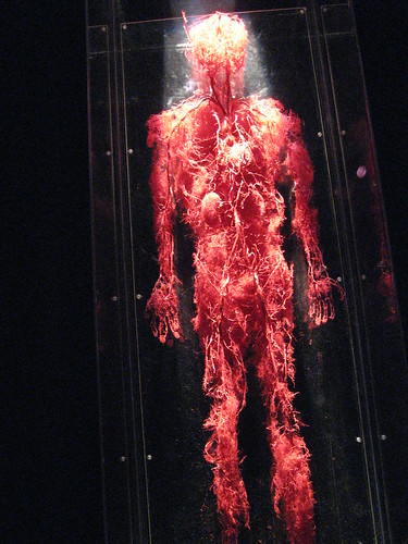 Circulatory System | kevin813 | Flickr