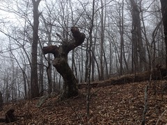 Gnarly Tree on Ball Mountain Ridge 