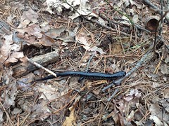 Black Salamander 