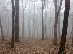 Spooky Haunted Forest 