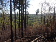 View From Jones Creek Ridge 