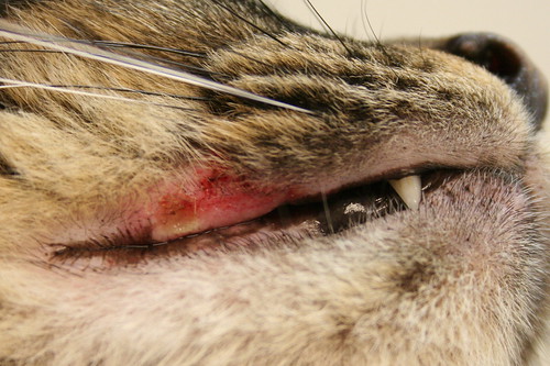 Rodent Ulcer Feline Eosinophilic Granuloma Comlex has a nu… Flickr