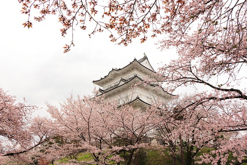 Hanami Sakura di Kastil Odawara