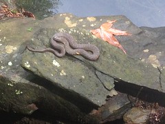 Banded Water Snake at MGap 