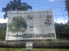 Chestnut Restoration Project Sign 