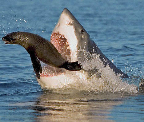 Shark eats Seal | A great action shot halfway through a shar… | Flickr