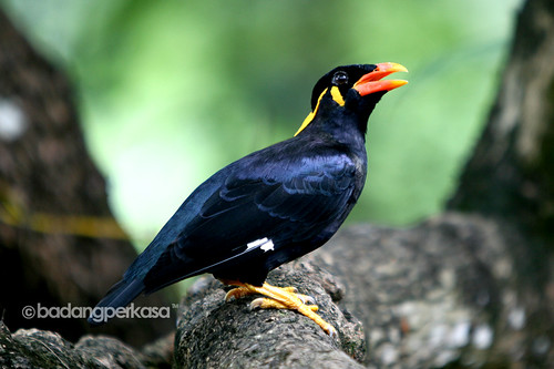 Tiong Mas | BURUNG TIONG EMAS or Hill Myna is most commonly … | Flickr