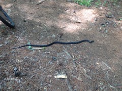 Black Rat Snake at Cochran 