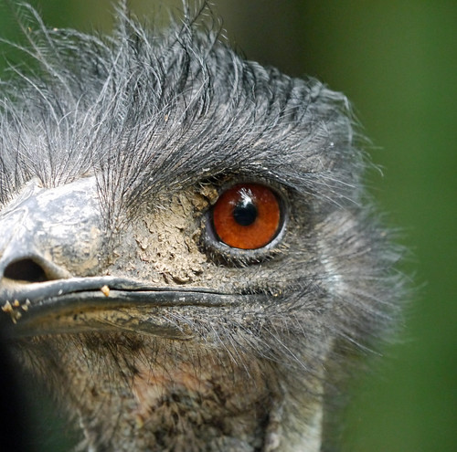 emu-eye-emu-dromaius-novaehollandiae-at-virginia-safari-flickr