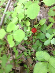 Indian Strawberry 