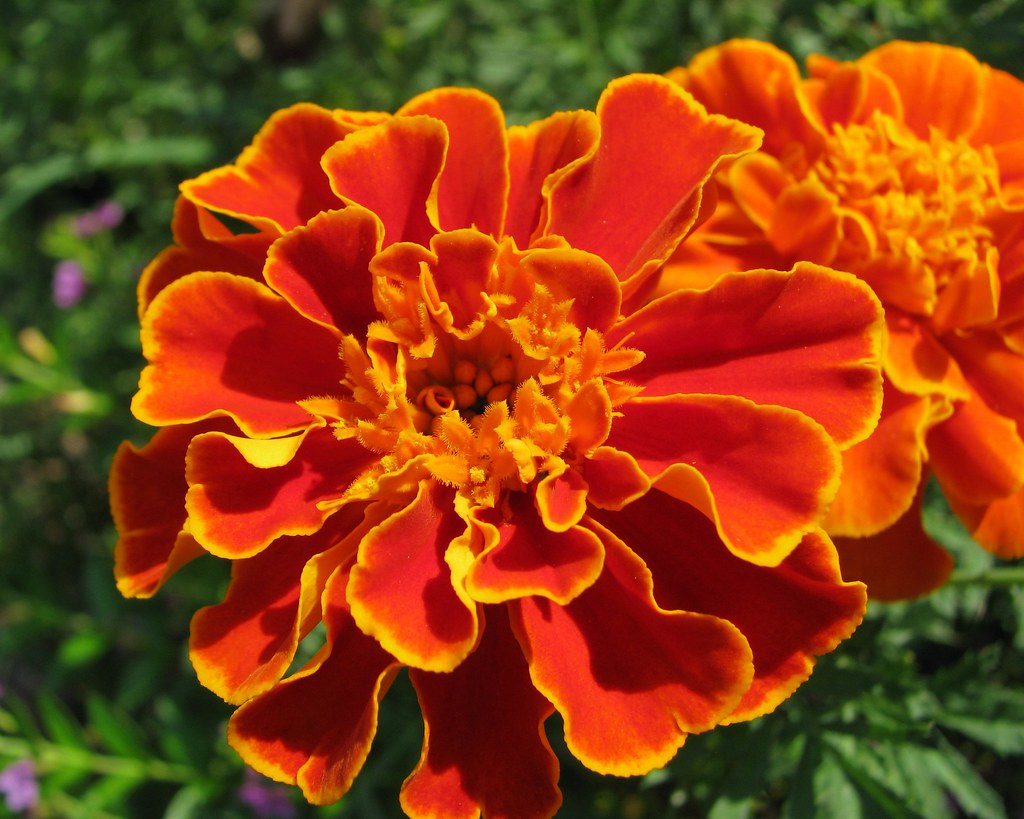 Image result for marigolds