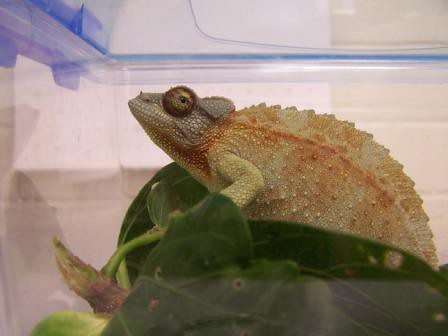 female jackson chameleon | tropicaldepression | Flickr
