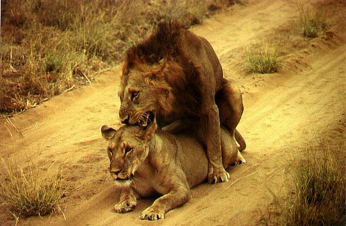 Lion Sex 63 000 Views Lion Sex Samburu Np Kenya
