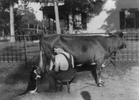 Cat Drinking Milk From Cow | Humorous black and white photo … | Flickr