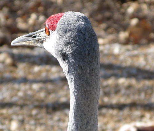 World Bird Sanctuary - St Louis, MO 047 | Aly | Flickr