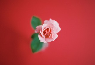 rose | CONTAX Aria Carl Zeiss Planar50mm F1.4 T* KODAK PORTR… | Flickr
