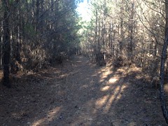 Trail Through Piney Woods 