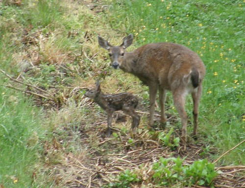 婴儿鹿