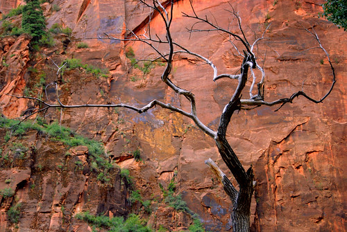Naked Tree in Zion National Park, Utah | Naked Tree in 