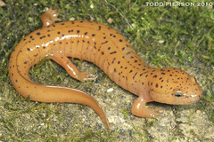 ruber pseudotriton salamander