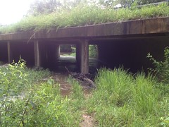 Little Creek Bridge 