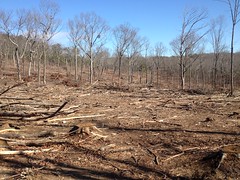 Grassy Hollow Area Clear Cut 