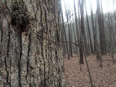 Sugar Hill Mining Camp - Landmark Tree Wire 