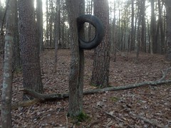 Tire in a Tree 