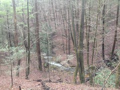 Open Forest Around East Jones Creek 