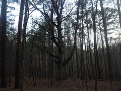 Sugar Hill Mining Camp - Landmark Tree 