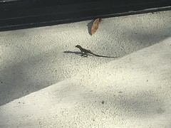 Brown Anole 