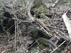 Half Buried Car With Tree Growing on It 