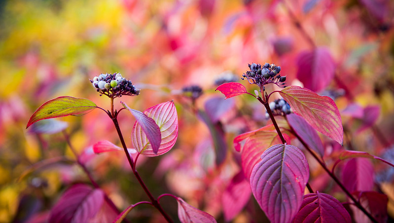 色彩缤纷的树叶和浆果