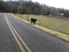 Cow Outside of the Fence 