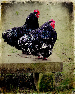 ~ ain&#39;t nobody here but us chickens ~ | Alternative title: c… | Flickr