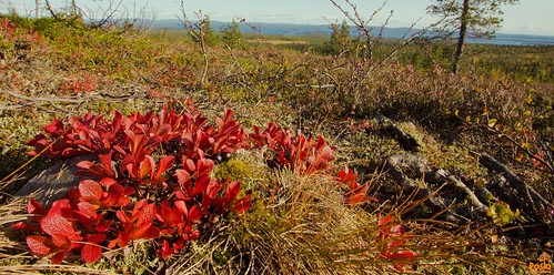 Ruska Autumn colors at Riisitunturi | Posio Lapin Taikamaa/Magic of