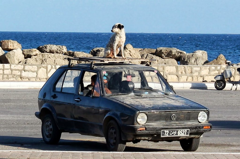 Image result for dog on car roof