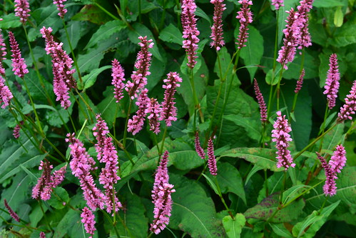 PERSICARIA amplexicaulis 'Ample Pink'