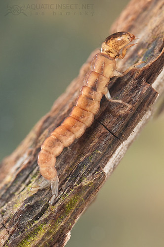 caddisfly larva trichoptera