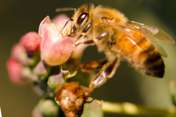 蜜蜂为雪莓授粉