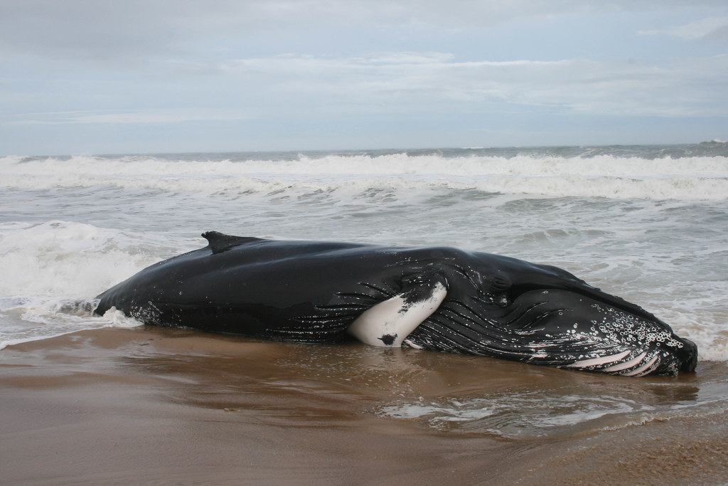 Photo of stranded humpback whale. 