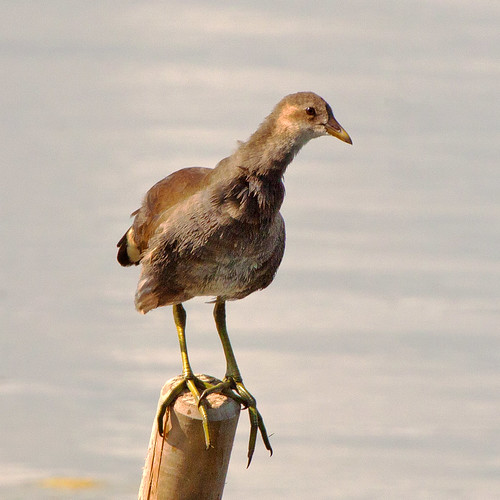 Little Bird with Big Feet Juvenile Coot at RSPB Rye