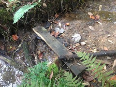 Plank In Upper Dicks Creek 