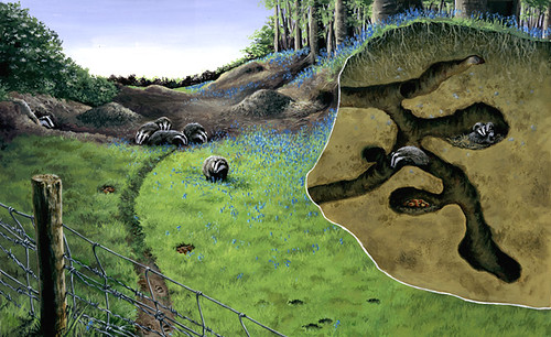 Badgers & Sett at dusk | A commission for the RSPB ... a cross section diagram 